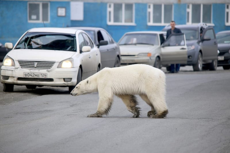 V průmyslové oblasti na Sibiři se pohyboval lední medvěd 4