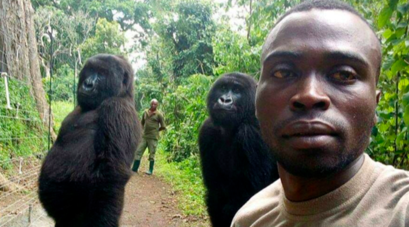 Gorily si udělaly selfie se strážci parku 4