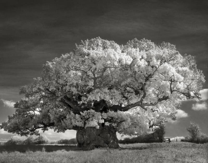 Ty nejstarší stromy na světě zachytila fotografka Beth Moon - Obrázek 1
