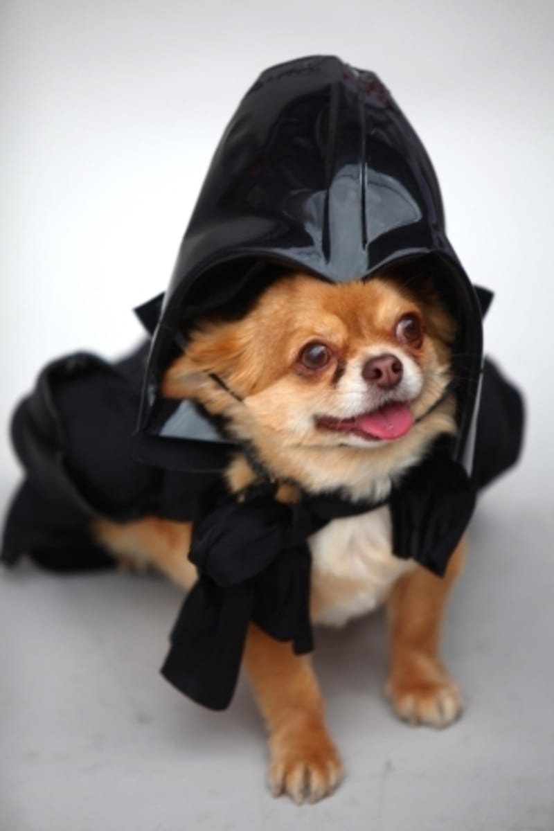 Čivava Harvey jako Darth Vader z Hvězdných válek