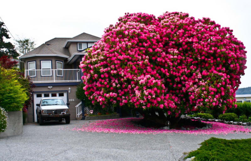 125 let starý rododendron 	najdete v Kanadě