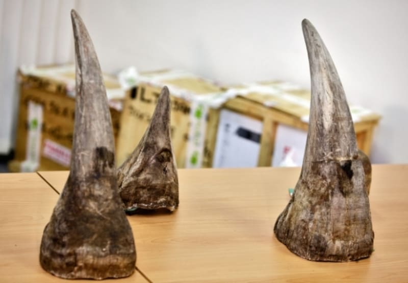 Čeští celníci zajistili dva rohy nosorožců za více než sedm milionů korun