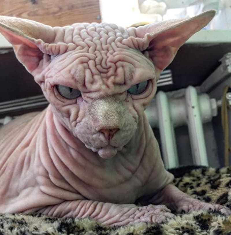 Objevil internet nejošklivější kočku na světě? 2