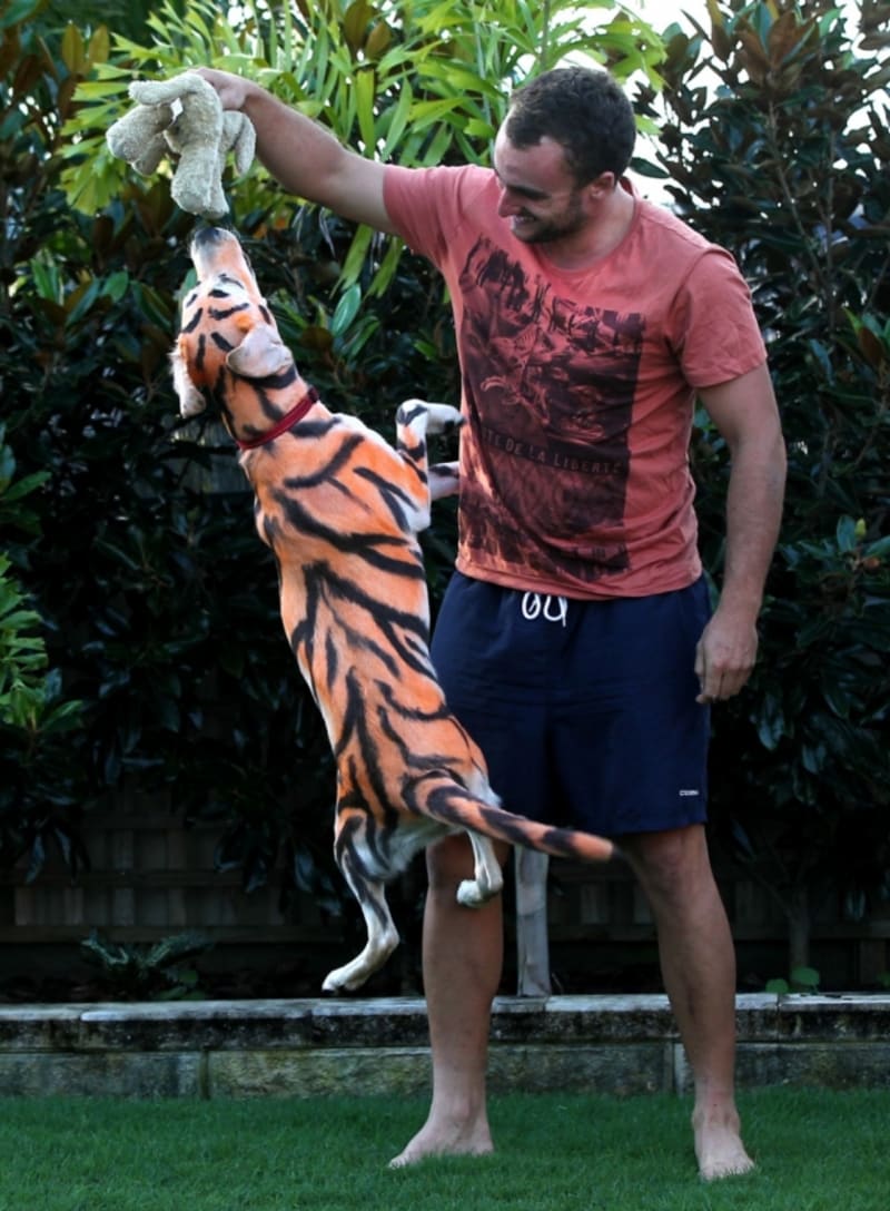 Dvaadvacetiletý Australan Matt Curran přeměnil své desetiměsíční štěně labradora jménem Lilo na tygra a nevylučuje, že až mu nabarvená srst za pár týdnů odroste, zmaluje ho zase jinak.