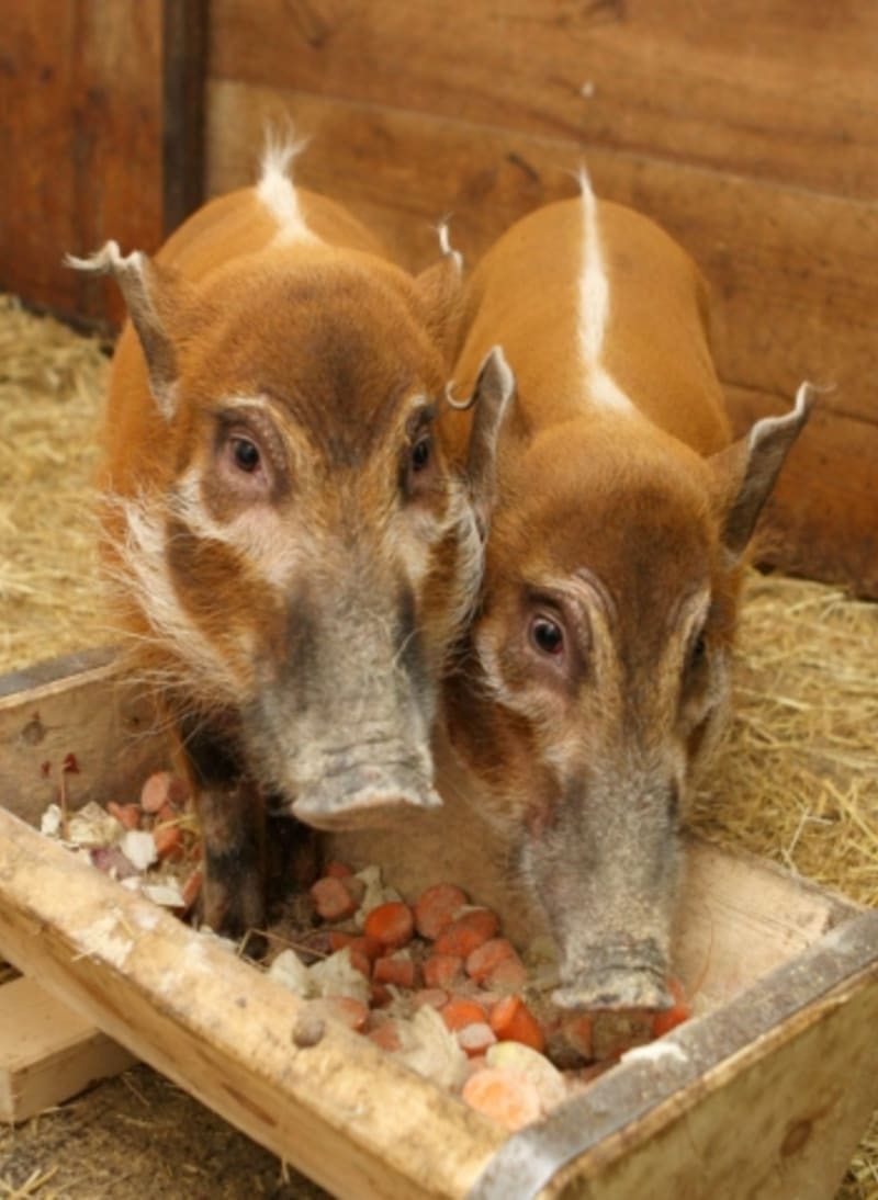Novými obyvateli v olomoucké zoo na Svatém Kopečku jsou štěkouni afričtí. Dvojice slečen s roztomilými čumáčky dorazila z mnichovské zoo. Jmenují se Piggy a Mabel.