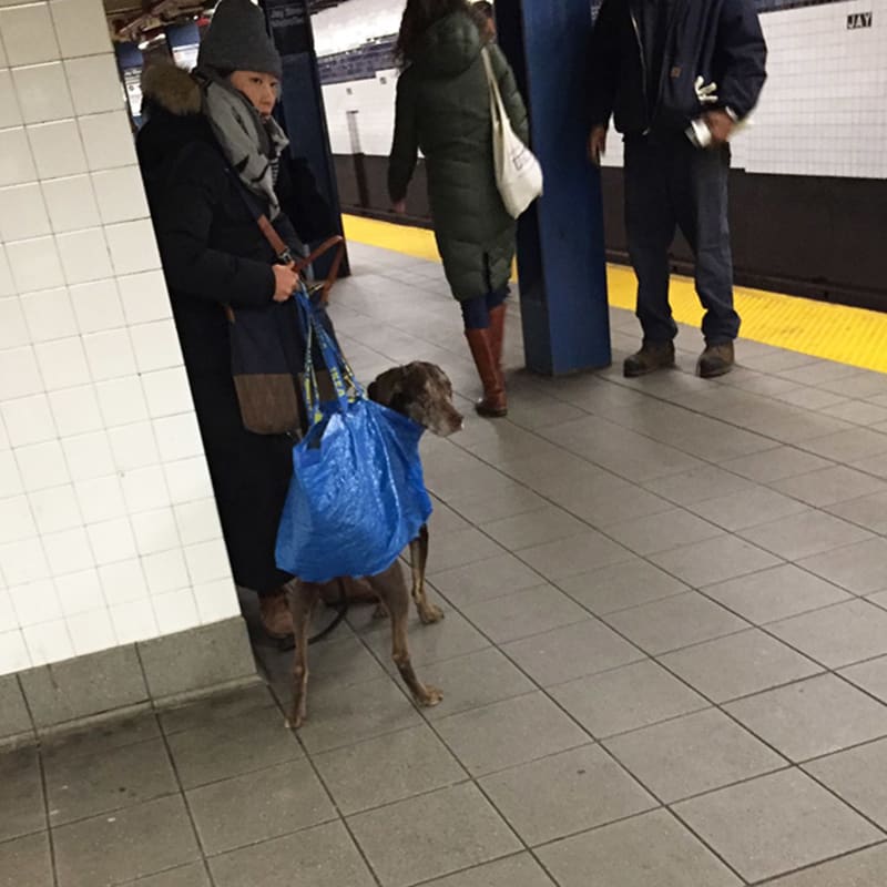 Pejskaři geniálně obešli zákaz psů v metru 1