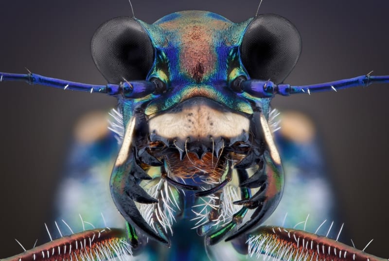 Makrofotografie ze života hmyzu...