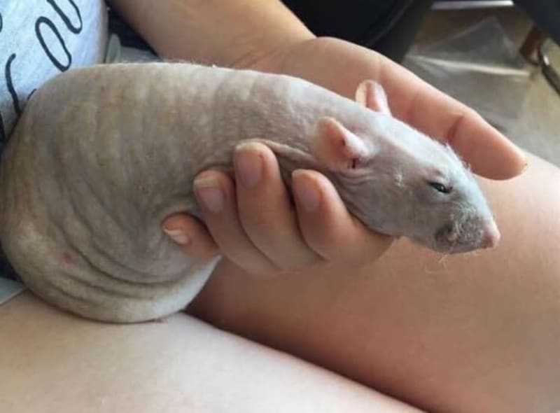 12 roztomilých zvířátek, které nevypadají jako penis 1