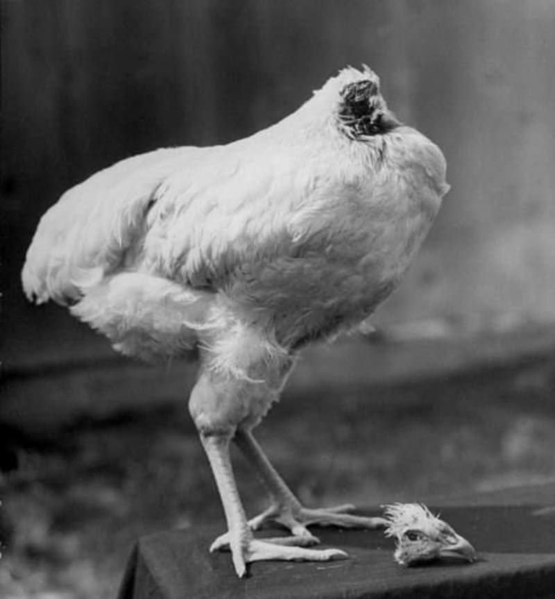 Bezhlavé kuře se stalo celebritou.