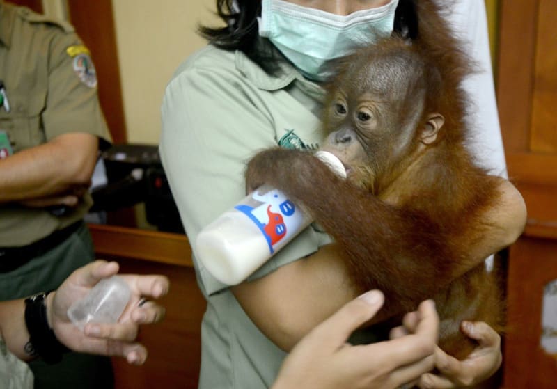 Rus pašoval mládě orangutana 2
