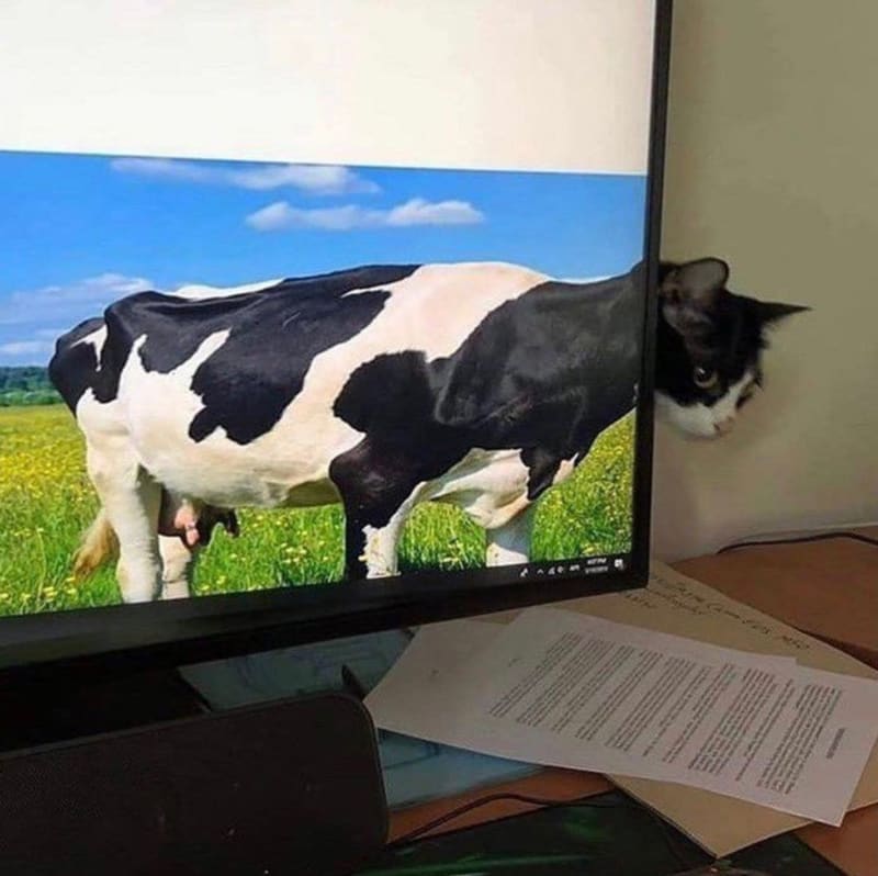 Napůl kočka, napůl kráva