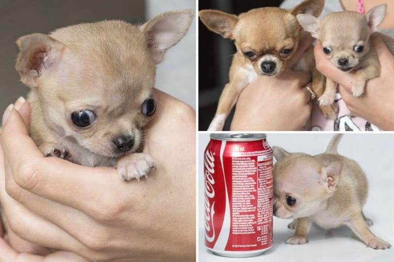 Toudi je pravděpodobně nejmenší pes na světě