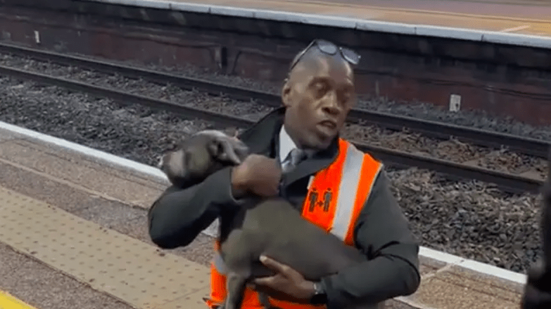 VIDEO: Odvážný pracovník pomohl psovi, který uvízl na kolejích. Jeho pohotová reakce mu zachránila život
