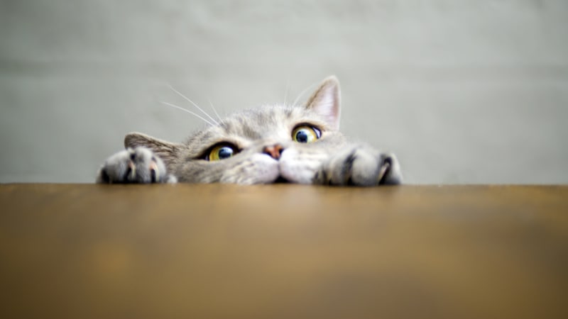ODHALENO: Máte rádi kočičky? Dobrá zpráva, v životě budete mít tuhle výhodu, tvrdí vědci!