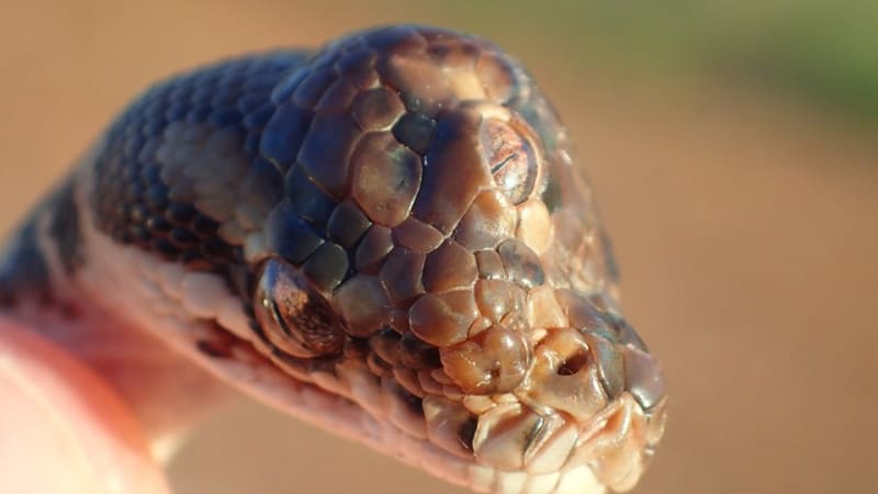 GALERIE: Správci parku našli hada, který měl tři oči. Tenhle zmutovaný plaz vás bude děsit ve snech