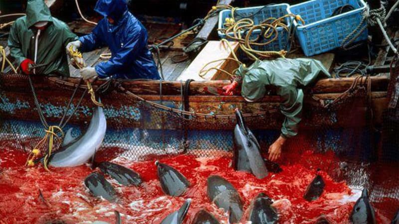 Včera začal každoroční masakr delfínů v zátoce Taiji. Vraždění skončí až v květnu. Snímky jen pro otrlé!