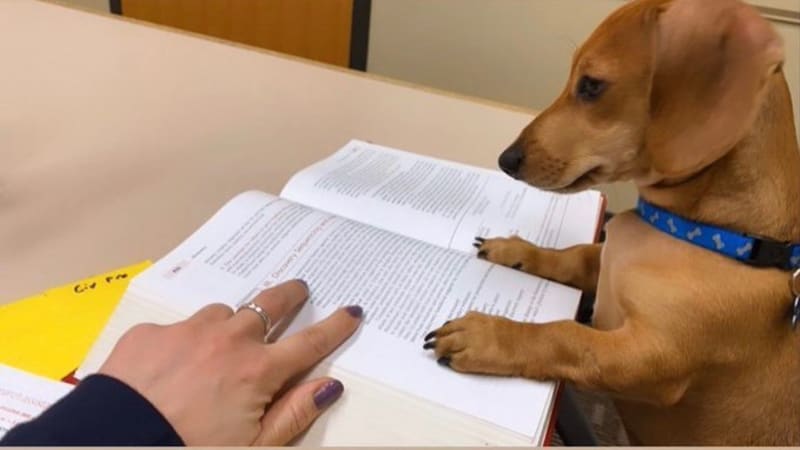 GALERIE: Profesorka požádala studenty, aby jí poslali fotky svých psů při dělání úkolů. Vznikla parádní série