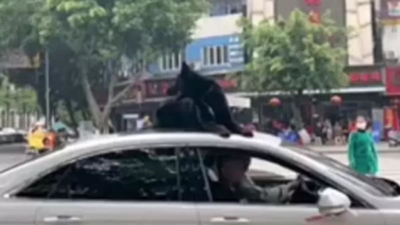 VIDEO: Řidič nechal svého psa sedět na střeše auta, zatímco jezdil ulicemi. Fakt si myslel, že je to v pořádku?