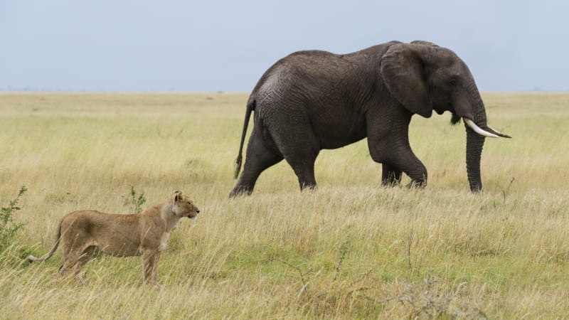 DRSNÉ VIDEO: Pytlák lovil nosorožce v národním parku. Skončil podupán slony a nakonec sněden lvy!