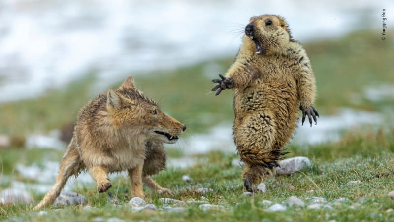 GALERIE: Epická fotka sviště v bitvě s liškou zbourala internet! Lidé z ní udělali photoshopovou bitvu