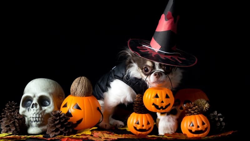 VIDEO: Lidé šílí z halloweenského kostýmu pro psa! Takhle jste čivavu ještě neviděli