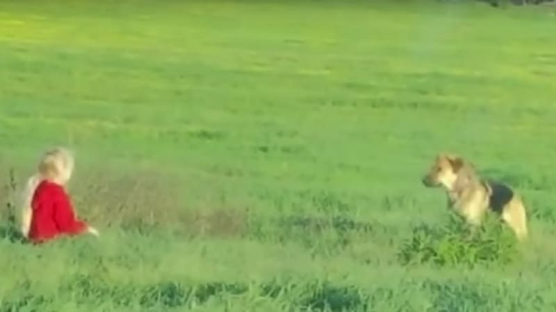 VIDEO: Neúspěšně se pokoušeli přiblížit k tomuhle toulavému psovi. Po několika měsících to ale zkusila malá holčička!