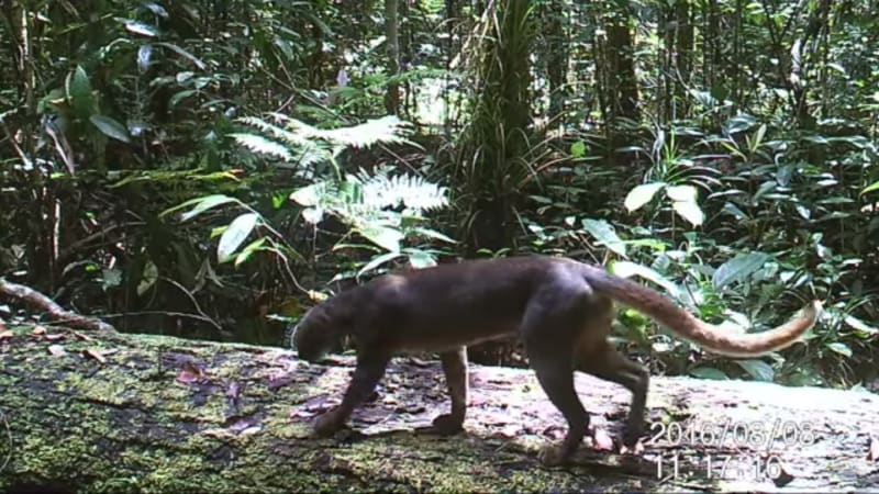 Tajemné zvíře z džungle se desítky let vyhýbalo vědcům. Teď se ho konečně povedlo natočit!