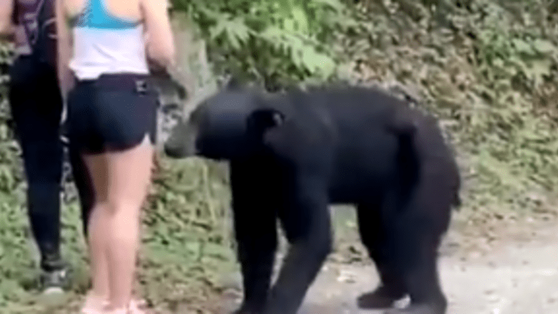 VIDEO: Medvěd překvapil turisty v Mexiku. Ledově klidná žena si s ním vyfotila selfíčko!