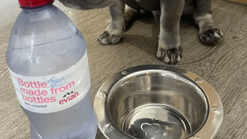 FOTO: Žena svého psa tak rozmazlila, že už nepije obyčejnou vodu. Kolik kvůli tomu utratí?