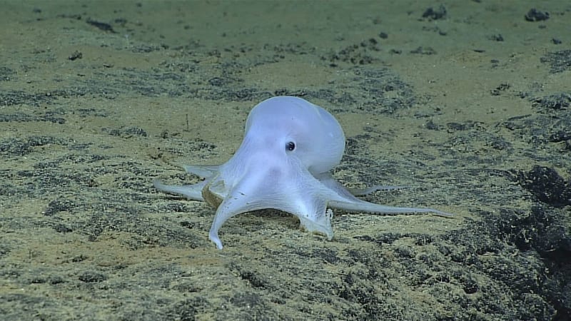 VIDEO: Vědci objevili nejroztomilejší chobotnici na světě! Vypadá jako duch