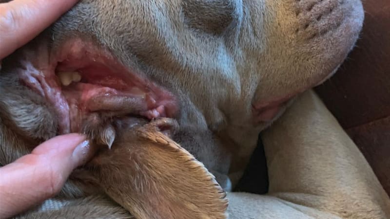 VIDEO: Pes se narodil s nechutnou deformací. Místo ucha má slintající tlamu se zuby! Chtěli byste ho domů?
