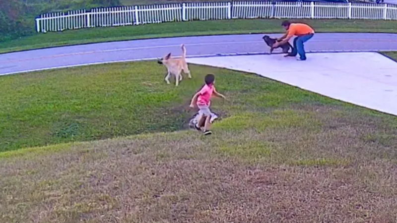 VIDEO: Věrný pes zachránil 6leté dítě před útokem jiného psa! Neuvěřitelné záběry berou dech