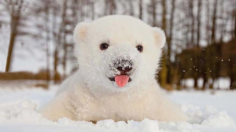 Roztomilosti se meze nekladou: Zvířátka ve sněhu jsou prostě boží!