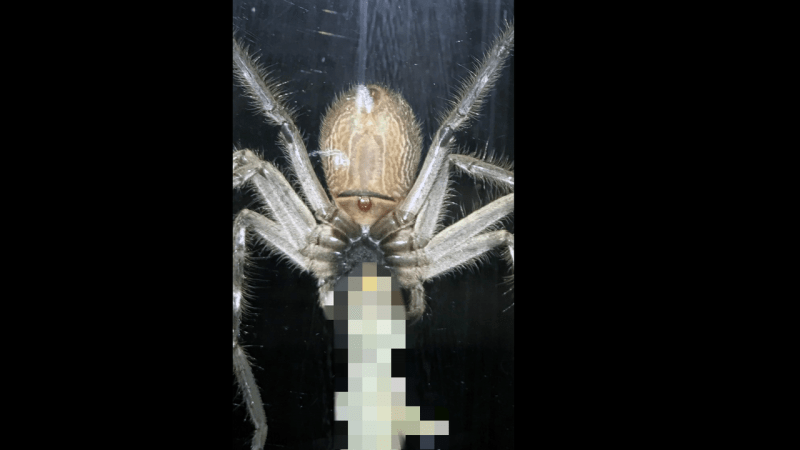 FOTO a VIDEO: Takhle gigantický pavouk sežral ještěrku přímo před lidmi! Vydržíte pohled na predátora?