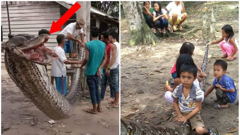 FOTO: Rambo?! Chlápek zabil sedmimetrového hada poté, co se mu zakousl do ruky
