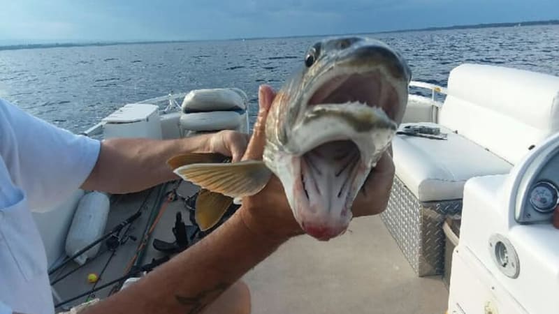 FOTO: Žena ulovila zmutovanou rybu, která má dvě ústa. Co za její šílenou vadu může?