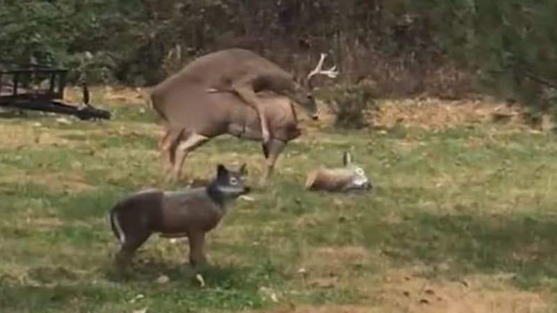 VIDEO: Nadržený jelen chtěl mít sex se sochou laně a té spadla hlava. Jeho nechápavý výraz baví internet