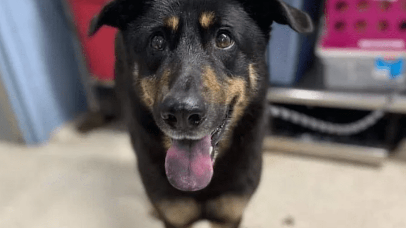 VIDEO: Idioti týdne? Majitelé dali psa do útulku kvůli tomu, že je údajně gay! Co provedl?