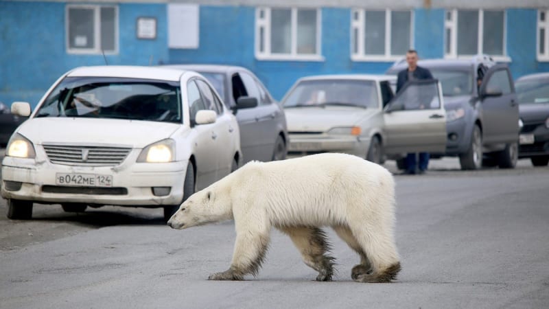 SMUTNÝ PŘÍBĚH: Lidi vyděsil ztracený lední medvěd, který se potuloval ve městě na Sibiři. Jak se tam chudák dostal?