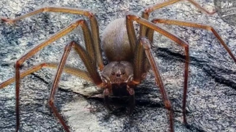 Vědci objevili nový druh pavouka, po jehož kousnutí vám shnije kůže! Kde tahle nestvůra žije?
