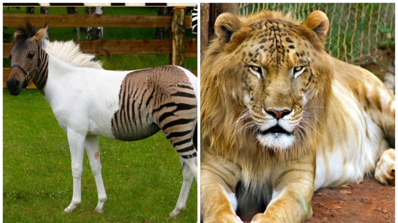 GALERIE: 10 fotek zkřížených zvířat, po kterých se vám zatají dech. Jak vypadá mládě lva a leoparda?