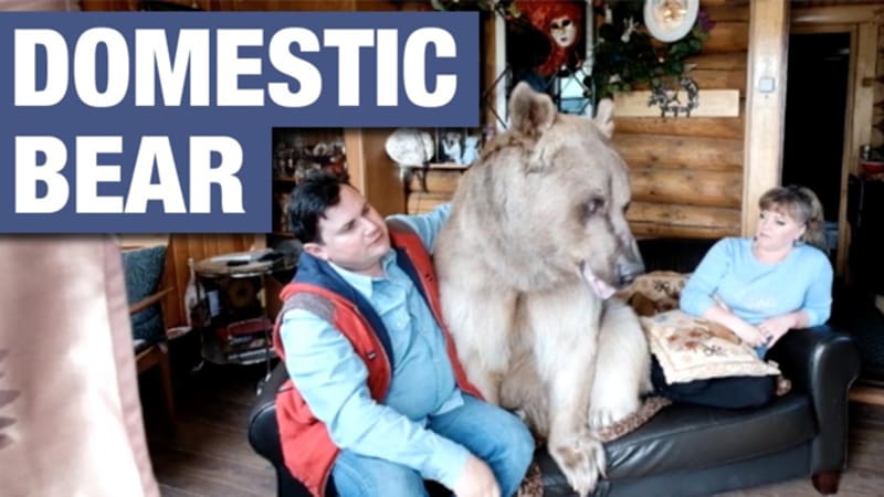 VIDEO: Nejšílenější domácí mazlíček? Ruský pár žije s medvědem!