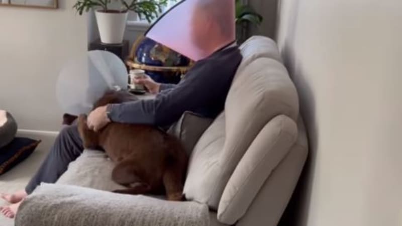 VIDEO: Muž si nasadil zdravotní krunýř, aby utěšil svého psa po operaci. Záběry dojaly internet