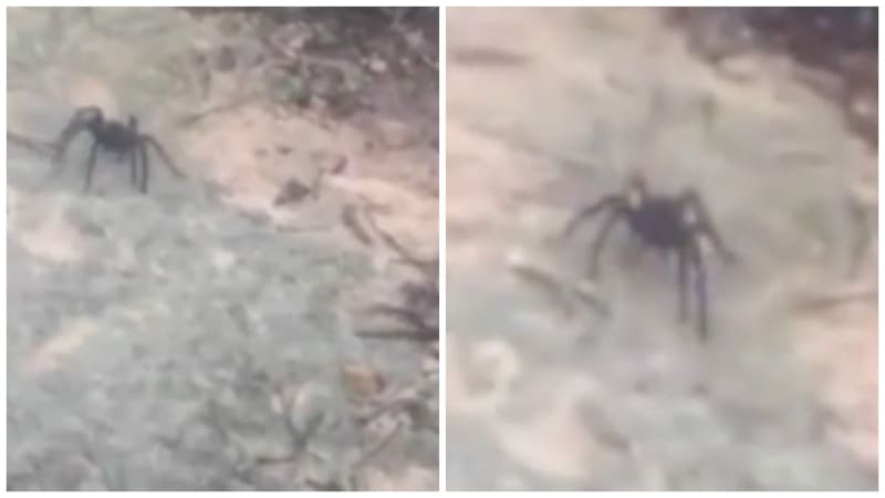 Tenhle obří pavouk vás vyděsí k smrti! Kde ho můžete najít?