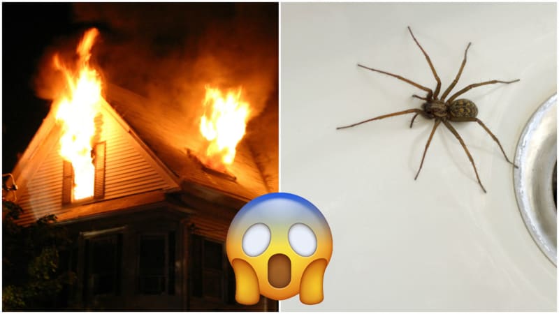 Týpek se pokusil zabít pavouka. Omylem u toho spálil celý barák!