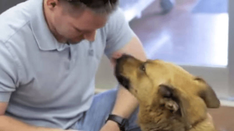 VIDEO: Dojemné! Po sedmi měsících našel ztraceného psa. Jaké bylo jejich setkání?