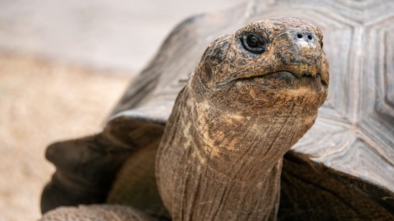 FOTO: Internet pobouřila fotka želvy s košem na dary přilepeným ke krunýři! Z téhle ohavnosti vám bude špatně