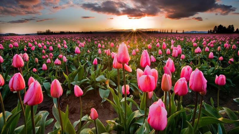 FOTOGALERIE: A je tady jaro... Malá tulipánová ochutnávka