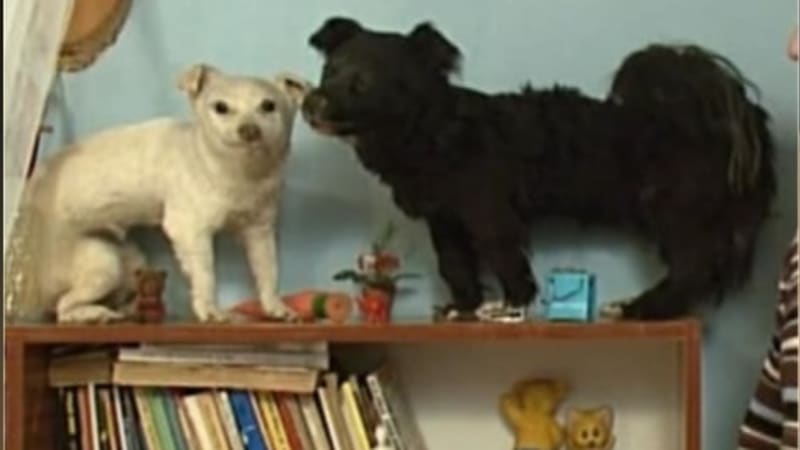 VIDEO: Bizár v Prostřeno! Hostitelka má v ložnici vycpané psy! Přijde vám tohle normální, nebo nechutné?