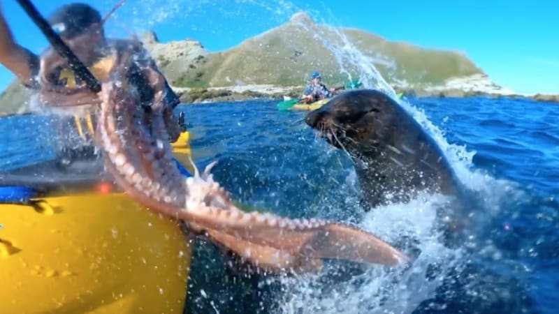 VIDEO: Tohle je důvod, proč tuleň praštil kajakáře po hlavě chobotnicí! Kvůli čemu došlo k nejvtipnějším záběrům roku?